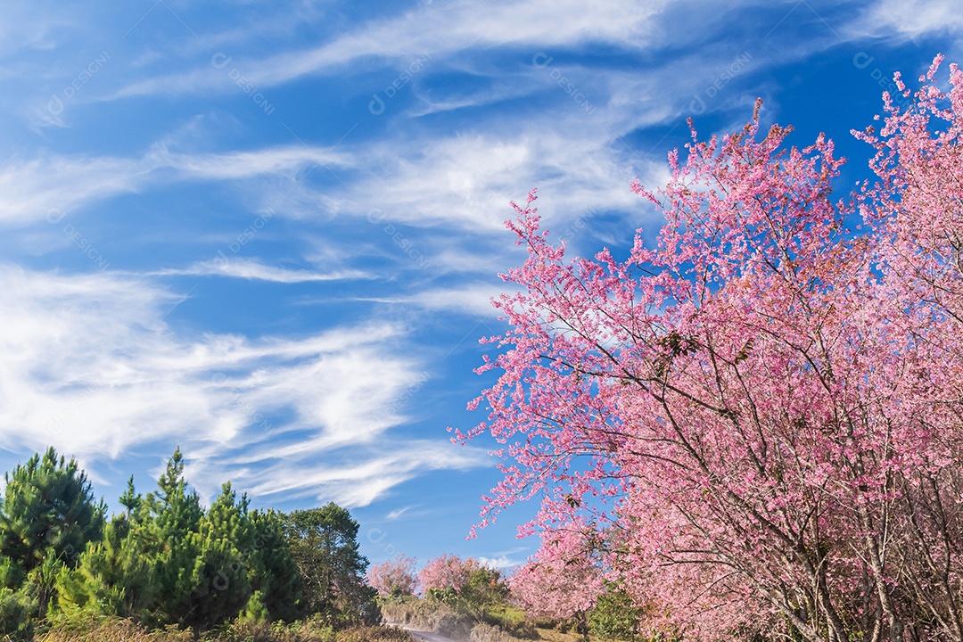 Paisagem de lindas cerejeiras selvagens do Himalaia florescendo rosa