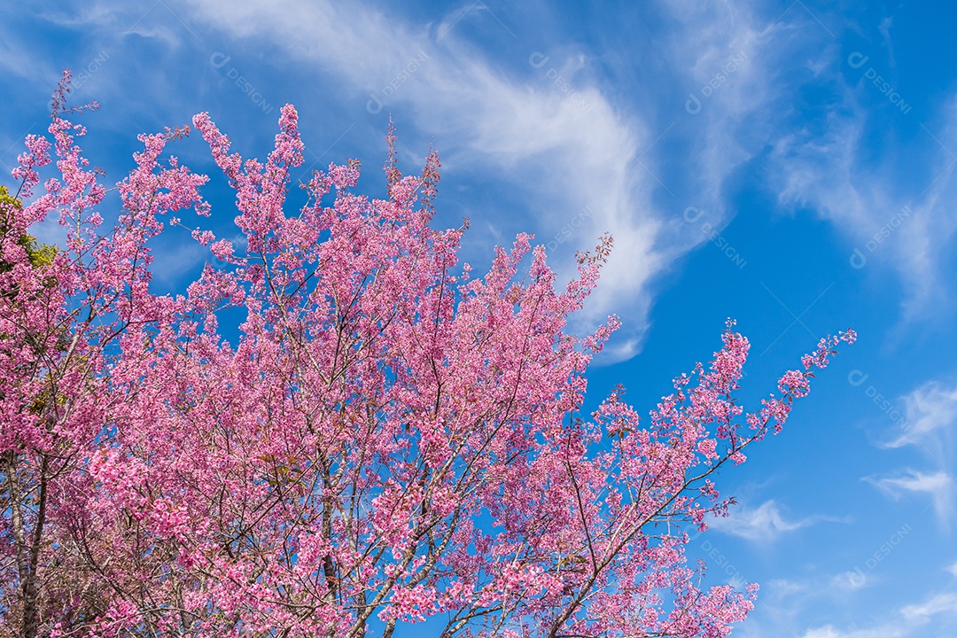 Paisagem de lindas cerejeiras selvagens do Himalaia florescendo rosa