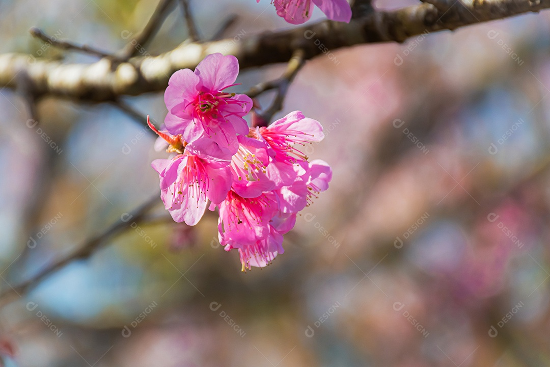 Paisagem de lindas cerejeiras selvagens do Himalaia florescendo rosa