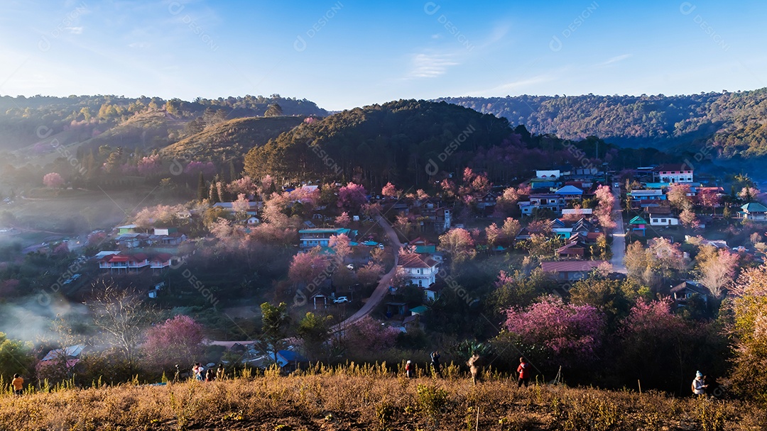 Paisagem de lindas cerejeiras selvagens do Himalaia florescendo rosa