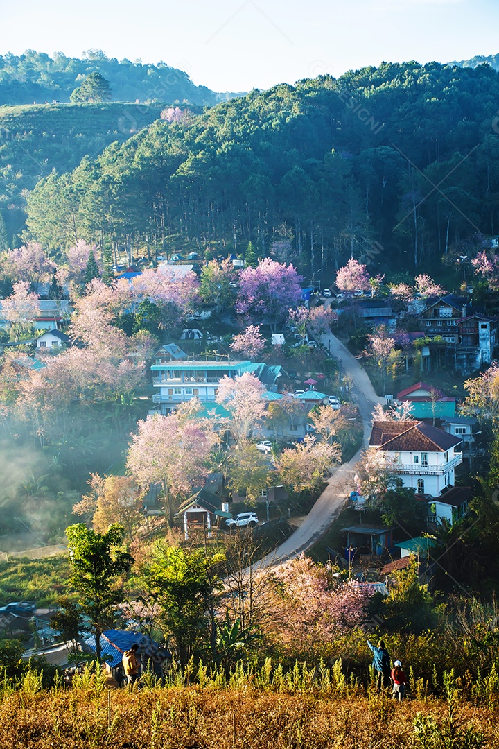 Paisagem de lindas cerejeiras selvagens do Himalaia florescendo rosa
