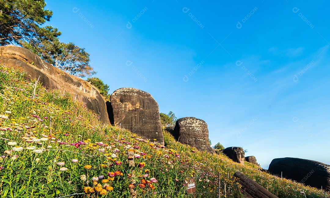 Lindas flores silvestres de prado flor de palha nas montanhas