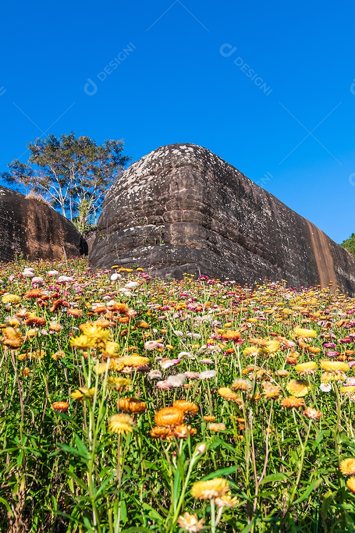 Lindas flores silvestres de prado flor de palha nas montanhas