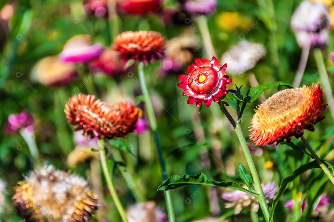 Lindas flores silvestres de prado flor de palha nas montanhas
