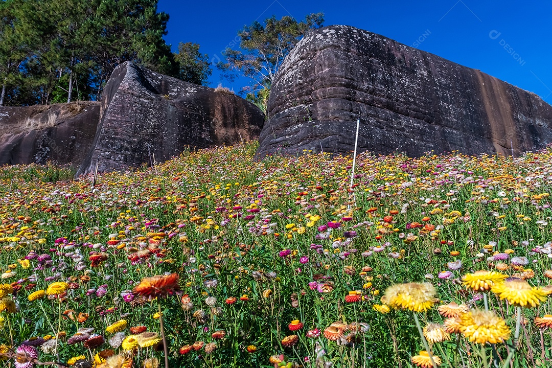 Lindas flores silvestres de prado flor de palha nas montanhas