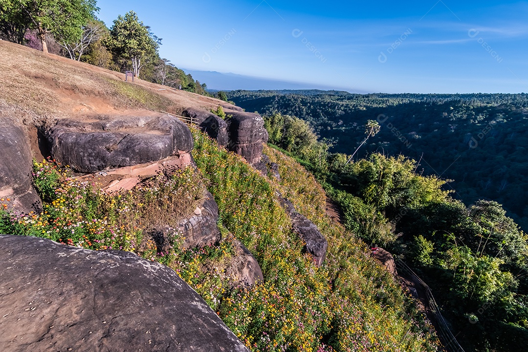 Lindas flores silvestres de prado flor de palha nas montanhas