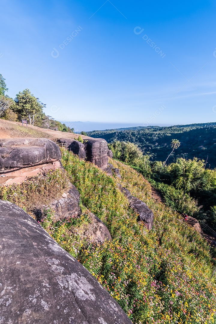 Lindas flores silvestres de prado flor de palha nas montanhas