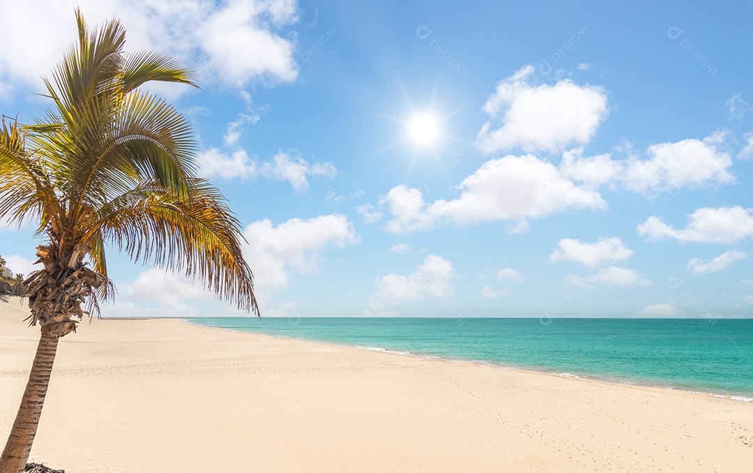palmeira na praia de Morrojable em Fuerteventura, Ilhas Canárias