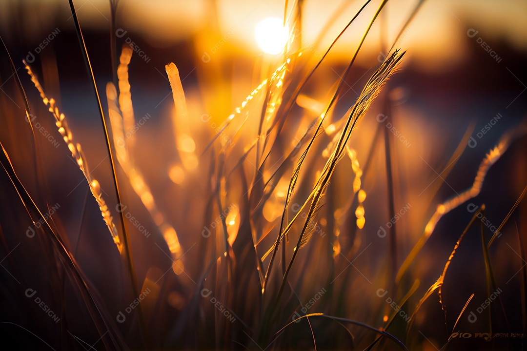 Por do sol em meio a plantação