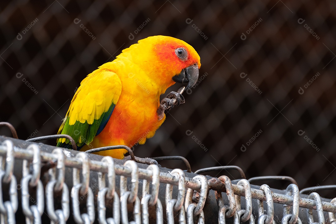 Lindo papagaio amarelo sunconur pássaro comendo sementes de girassol em barras de aço no zoológico