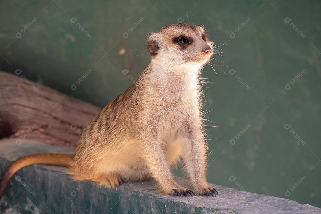 Retrato de Meerkat Suricata suricatta, animal nativo africano, pequeno carnívoro pertencente à família dos mangustos, meerkat no zoológico