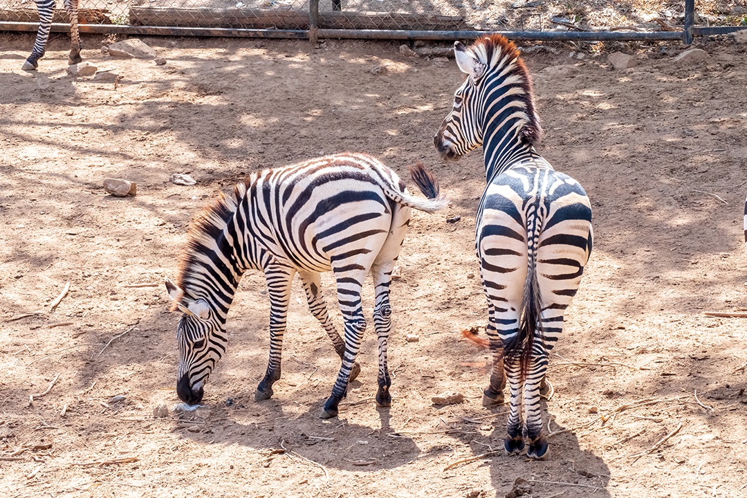 Zebra sobre zoológico