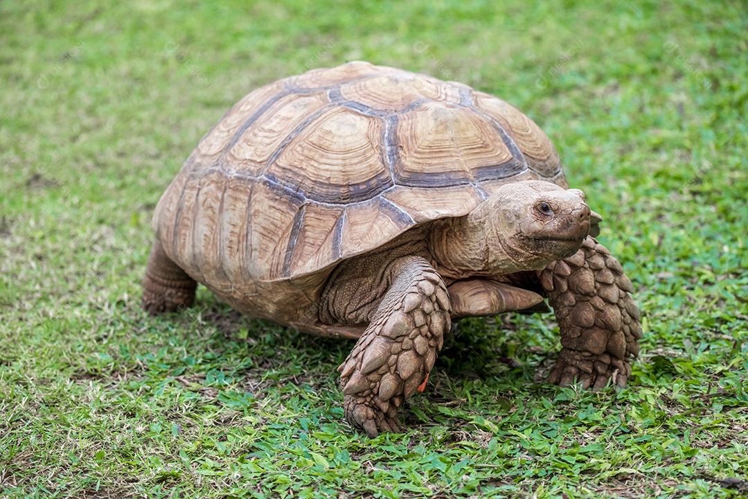 eup African Spurred Tortoise (Geochelone sulcata) visto de detalhe e andando na grama no zoológico