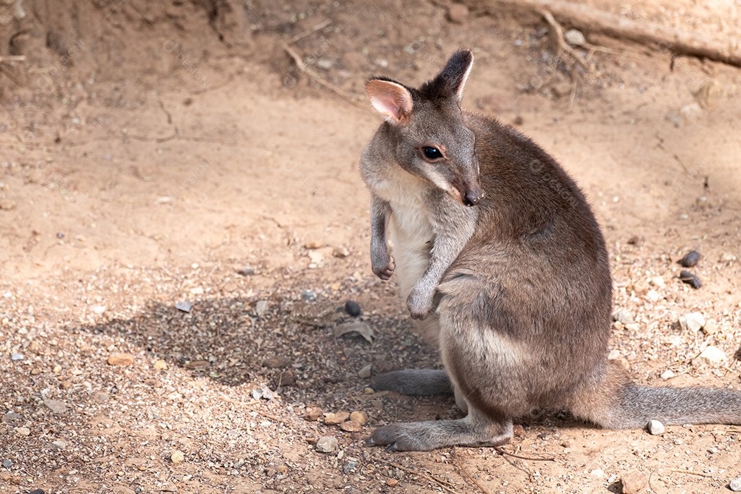 Animal sobre floresta