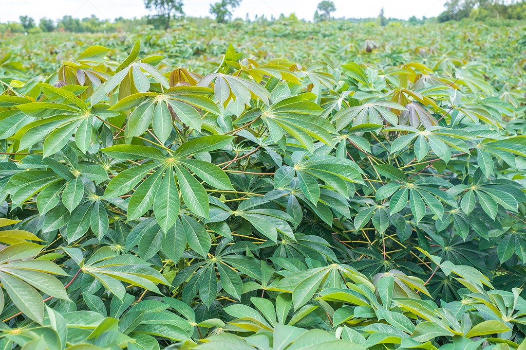 a mandioca, nas roças na época das chuvas, tem verdura e frescor. Mostra a fertilidade do solo, folha de mandioca verde