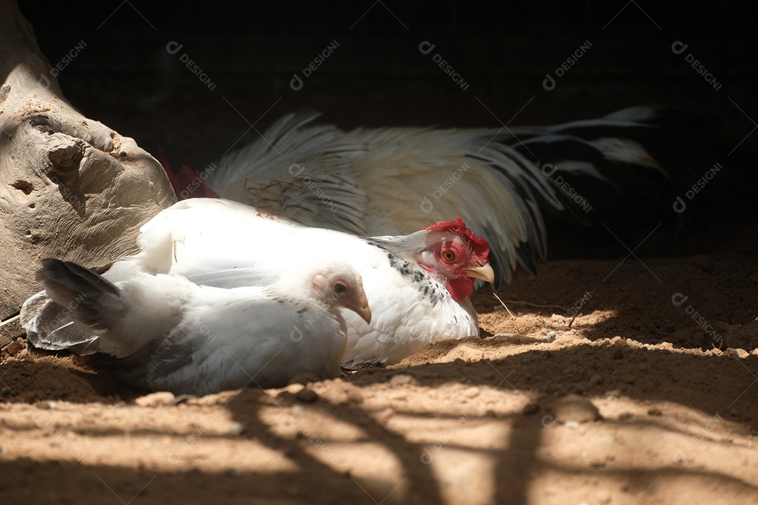 Galinha deitado sobre terreiro