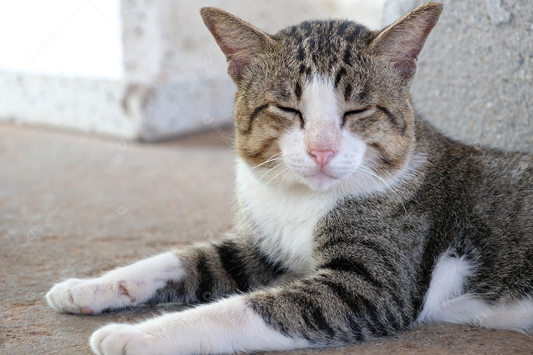 Gato bonito deitado sobre chão