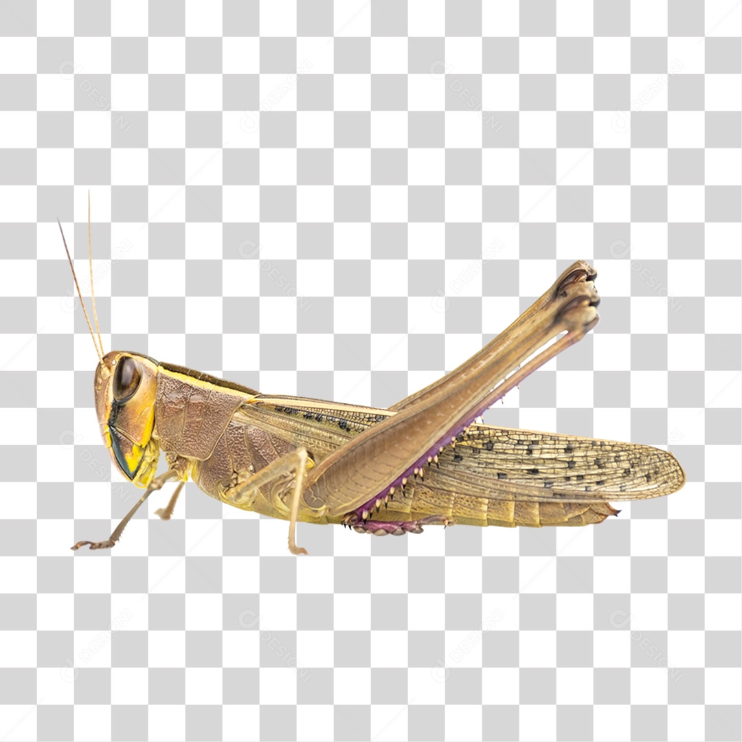 Inseto Gafanhoto PNG Transparente