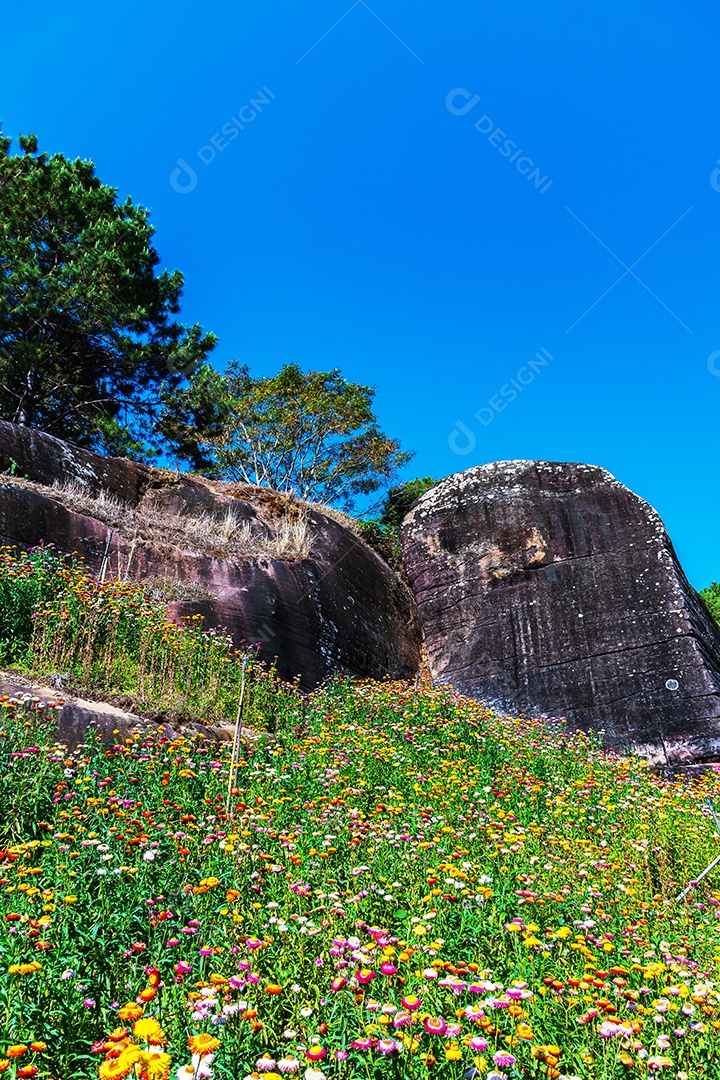Lindas flores silvestres de prado flor de palha nas montanhas