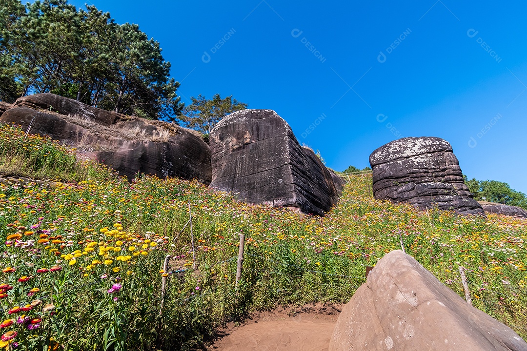 Lindas flores silvestres de prado flor de palha nas montanhas