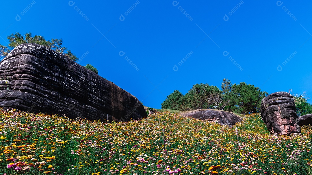 Lindas flores silvestres de prado flor de palha nas montanhas