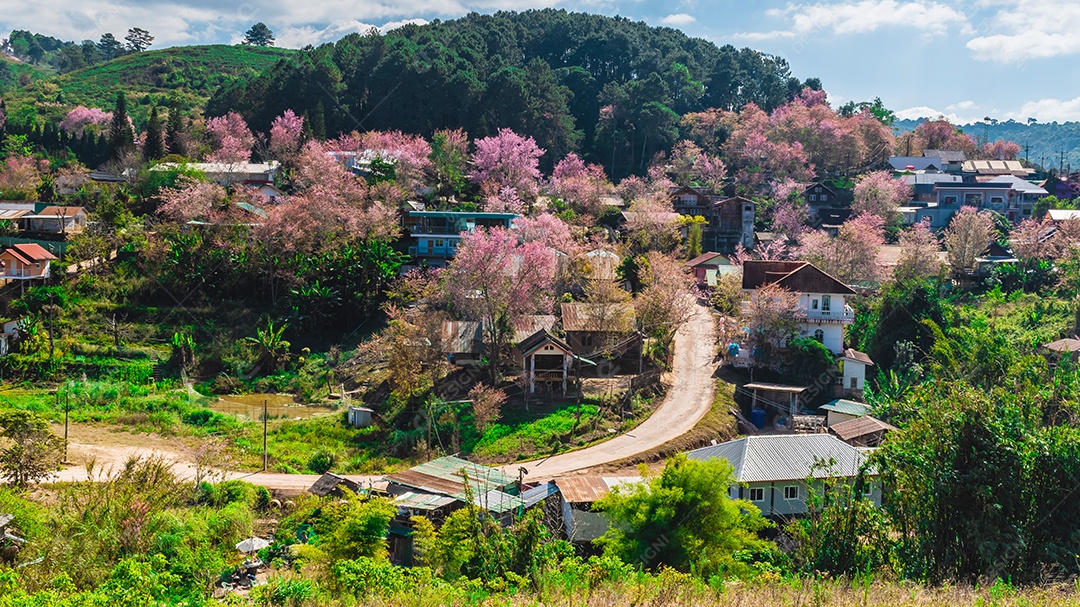 Paisagem de belas cerejeiras selvagens do Himalaia florescendo flores rosa