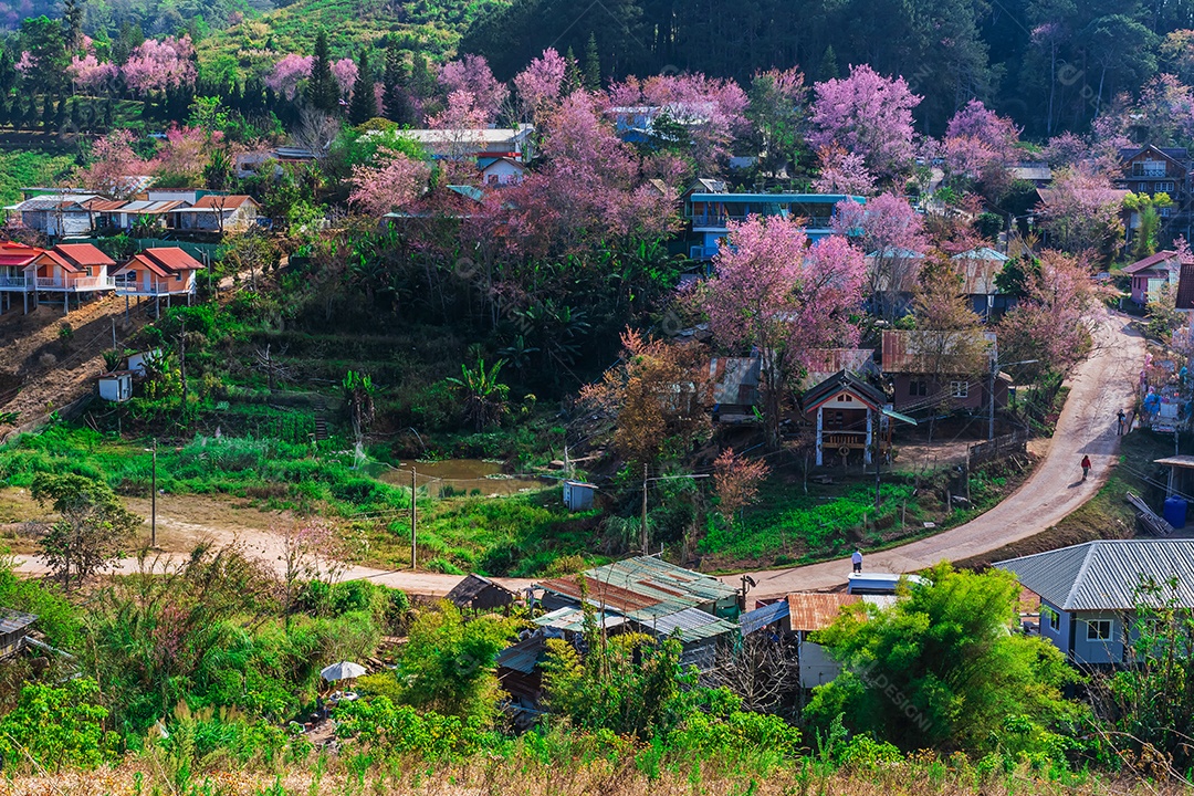 Paisagem de belas cerejeiras selvagens do Himalaia florescendo flores rosa