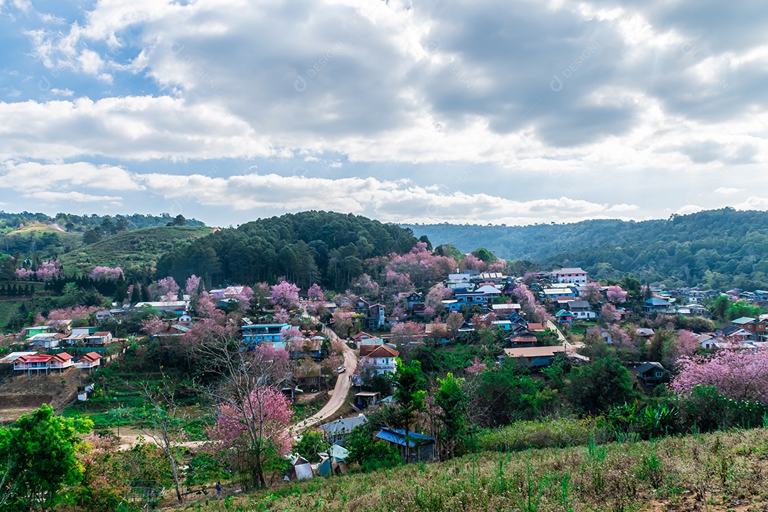 Paisagem de belas cerejeiras selvagens do Himalaia florescendo flores rosa