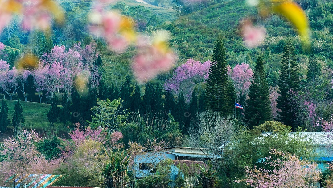 Paisagem de belas cerejeiras selvagens do Himalaia florescendo flores rosa
