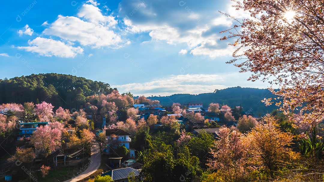 Paisagem de belas cerejeiras selvagens do Himalaia florescendo flores rosa