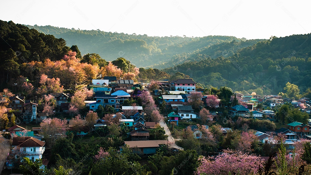 Paisagem de belas cerejeiras selvagens do Himalaia florescendo flores rosa