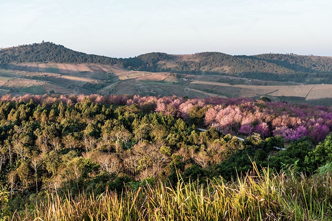 Paisagem de belas cerejeiras selvagens do Himalaia florescendo flores rosa