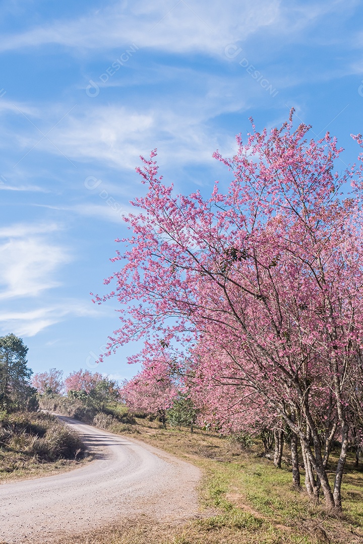 Paisagem de belas cerejeiras selvagens do Himalaia florescendo flores rosa
