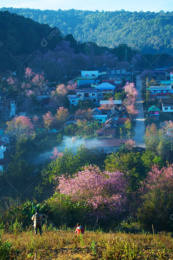 Paisagem de belas cerejeiras selvagens do Himalaia florescendo flores rosa