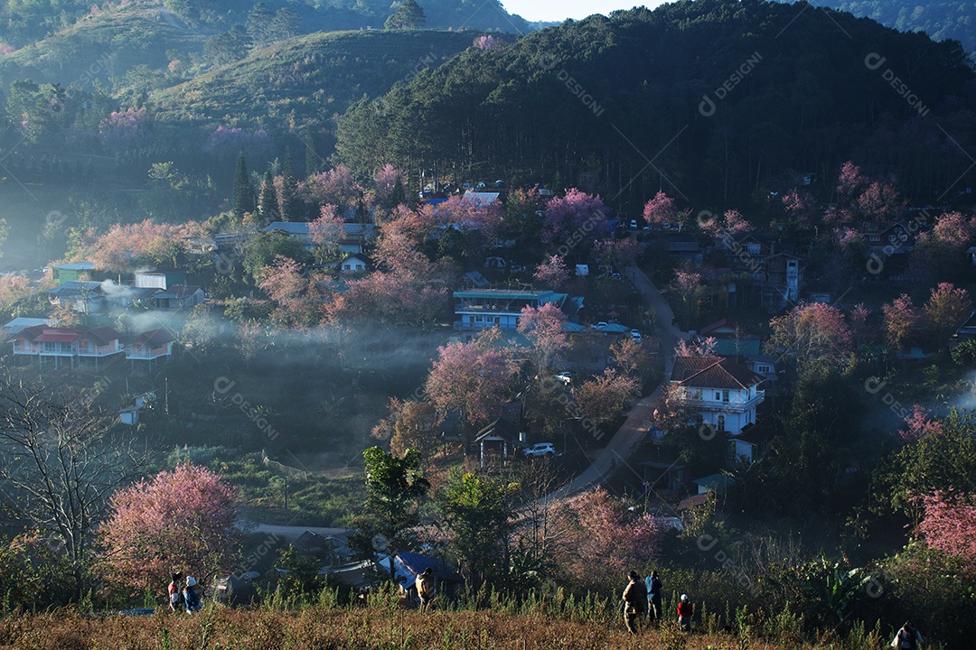 Paisagem de belas cerejeiras selvagens do Himalaia florescendo flores rosa
