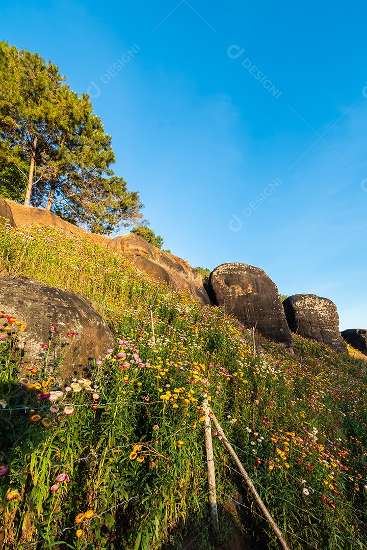 Lindas flores silvestres de prado flor de palha nas montanhas