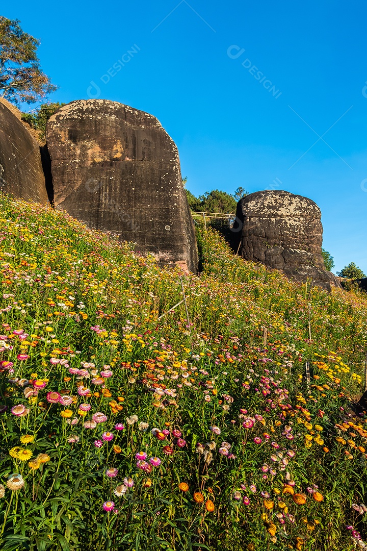 Lindas flores silvestres de prado flor de palha nas montanhas