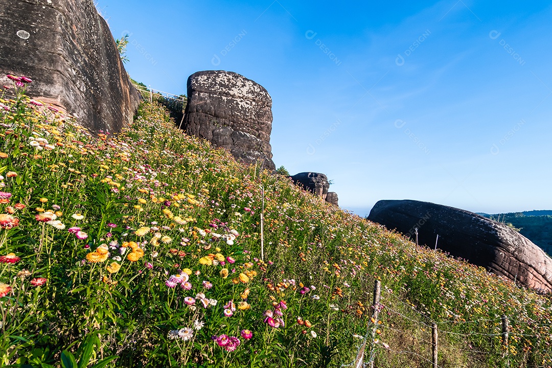 Lindas flores silvestres de prado flor de palha nas montanhas
