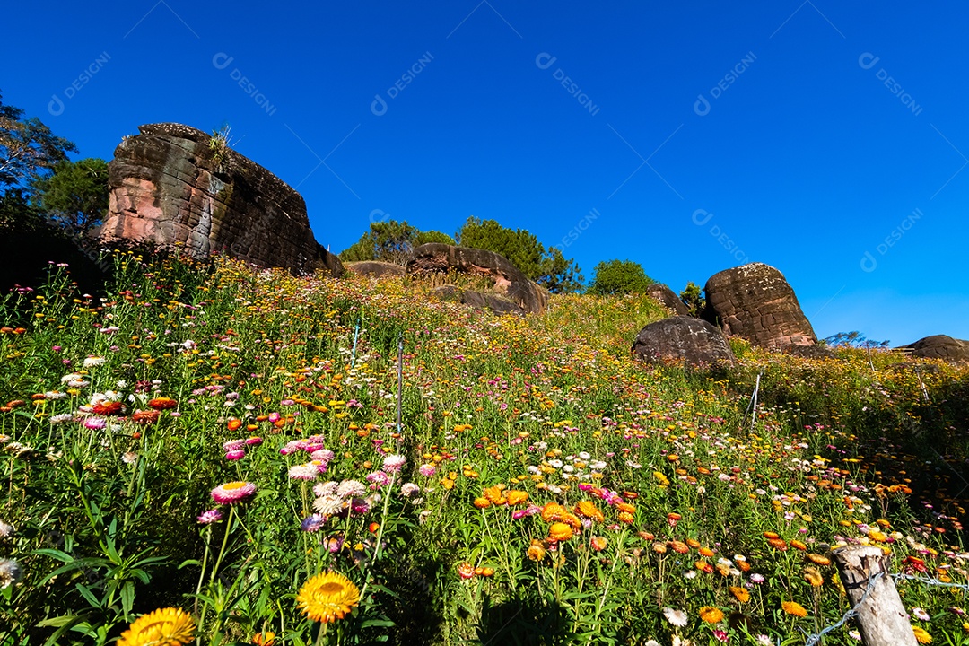 Lindas flores silvestres de prado flor de palha nas montanhas