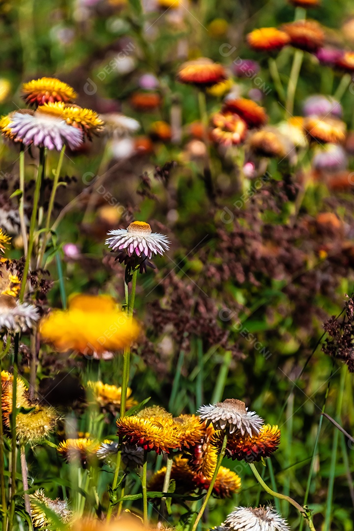 Lindas flores silvestres de prado flor de palha nas montanhas