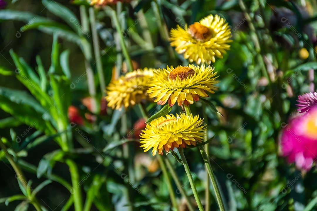 Lindas flores silvestres de prado flor de palha nas montanhas