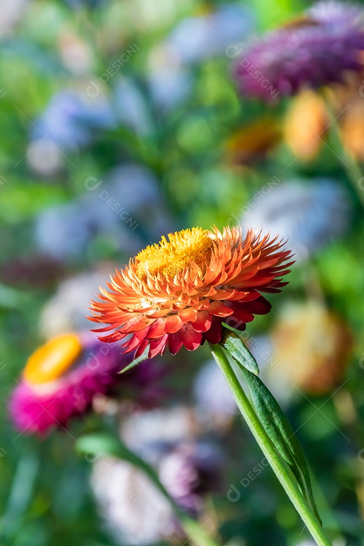 Lindas flores silvestres de prado flor de palha nas montanhas