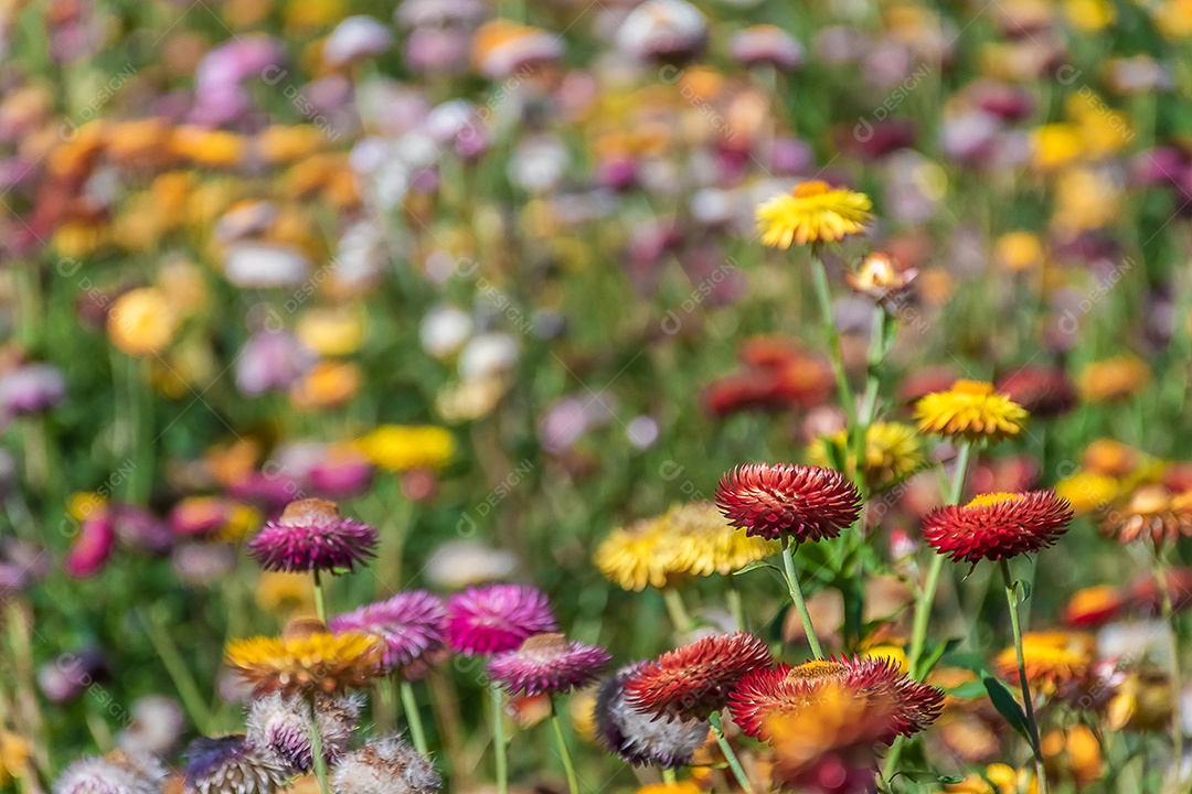 Lindas flores silvestres de prado flor de palha nas montanhas