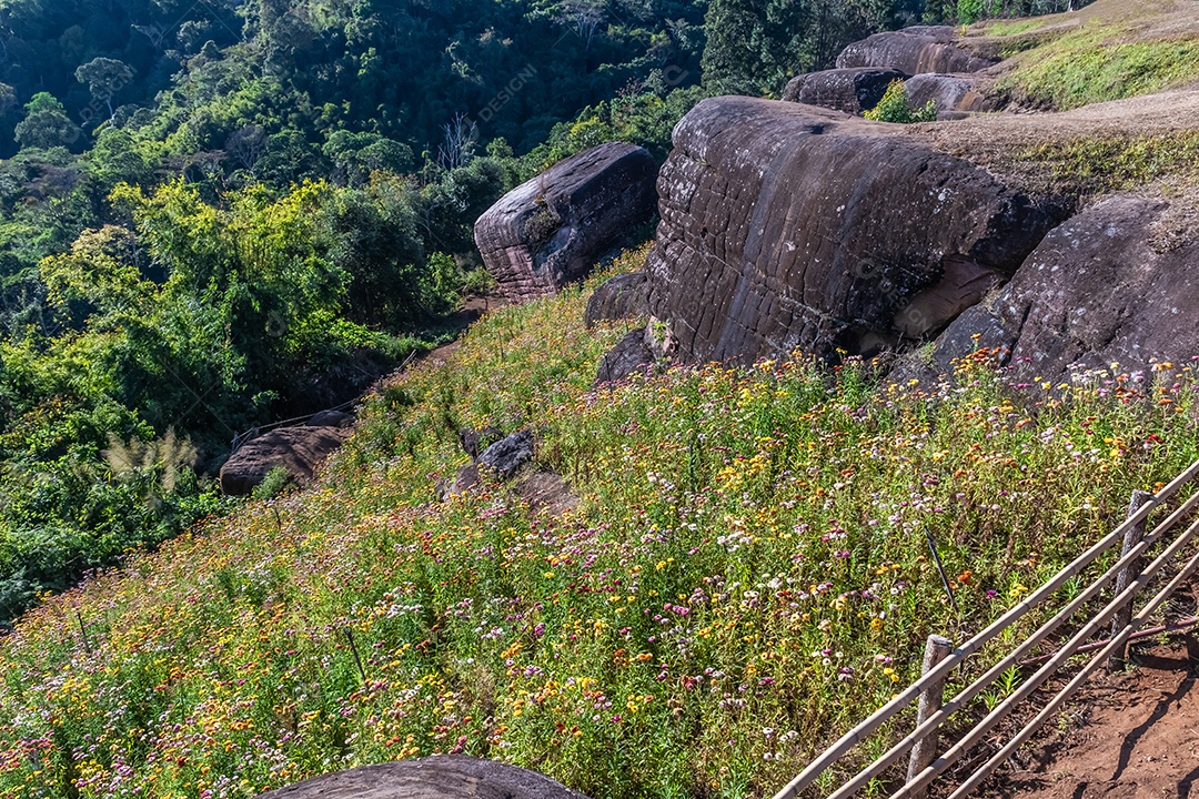 Lindas flores silvestres de prado flor de palha nas montanhas