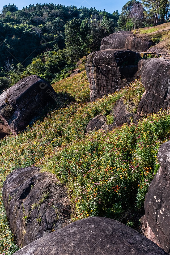 Lindas flores silvestres de prado flor de palha nas montanhas