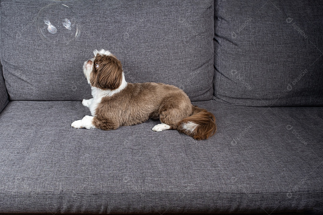 Shih tzu de um ano sentado no sofá e olhando para uma bolha de sabão.