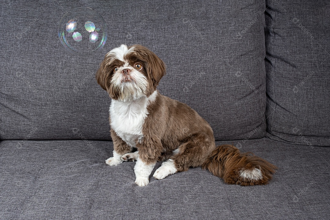 Shih tzu de um ano sentado no sofá e olhando para uma bolha de sabão.