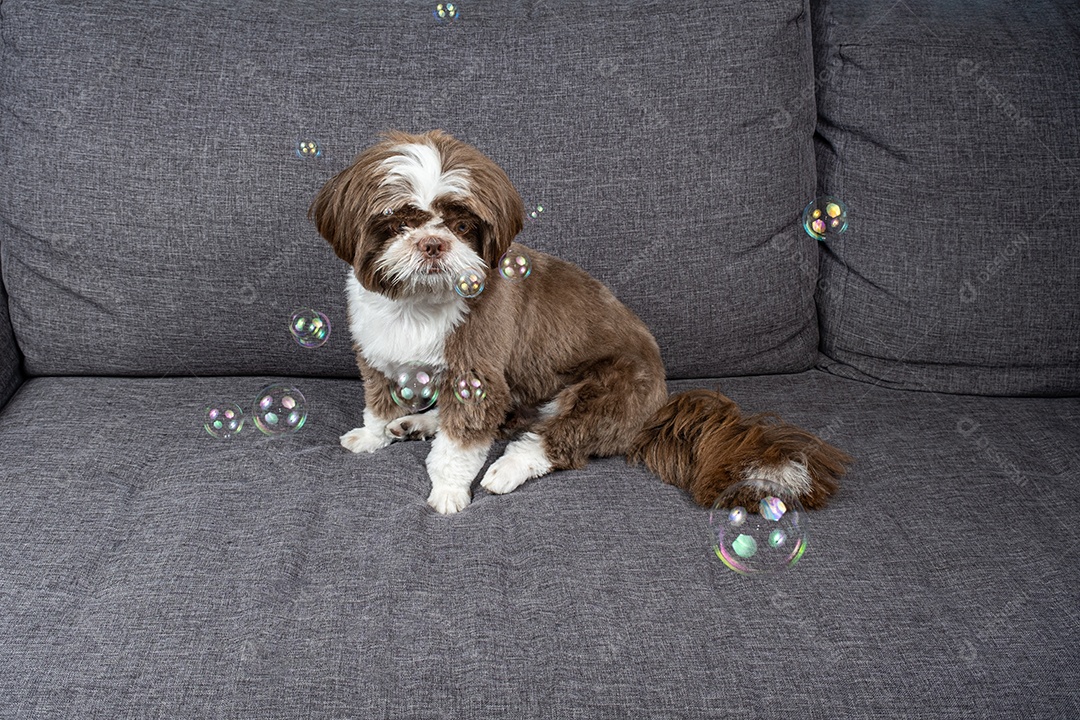 Shih tzu de um ano sentado no sofá e olhando para uma bolha de sabão.