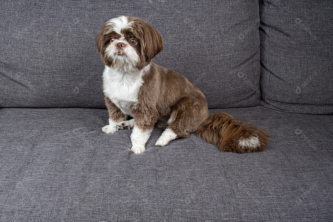 Shih tzu de um ano sentado no sofá e olhando para uma bolha de sabão.