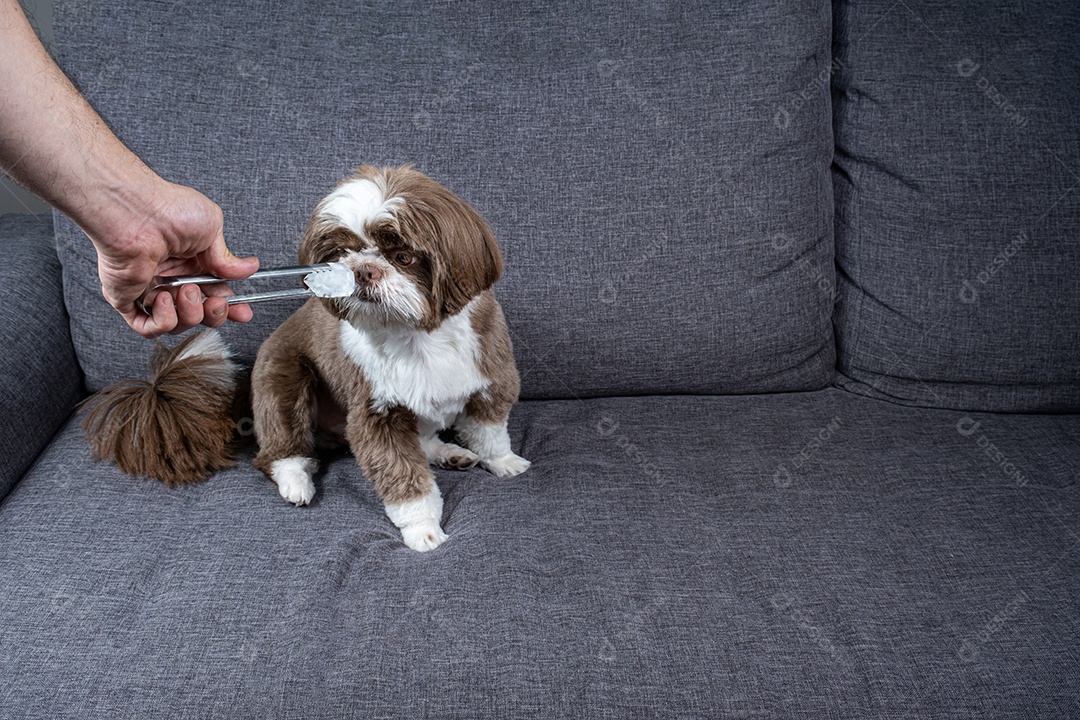 Shih tzu de um ano sentado no sofá e olhando para uma bolha de sabão.